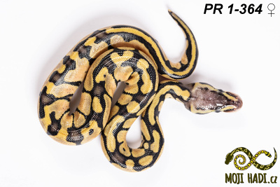 hadi na prodej, mládě, český chov hadů, odchov hadů, mojihadi.cz, Python regius, ballpython, krajta královská,super Pastel, het Orange Ghost